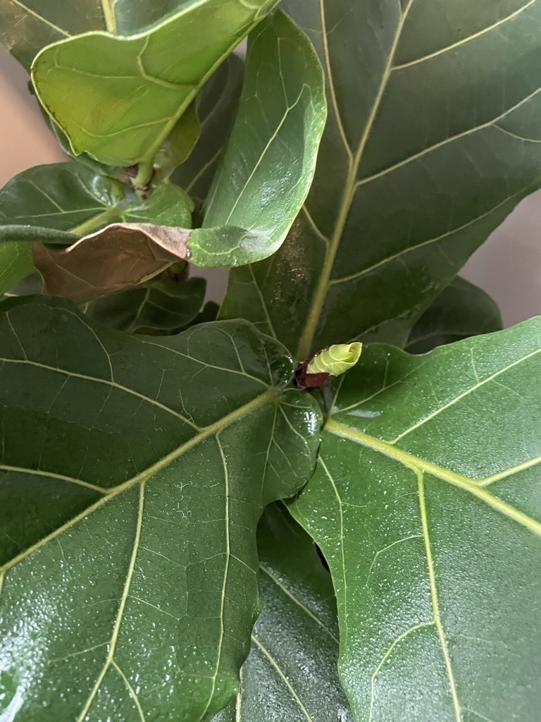 A single leaf beginning to bud on my fiddle leaf fig tree.