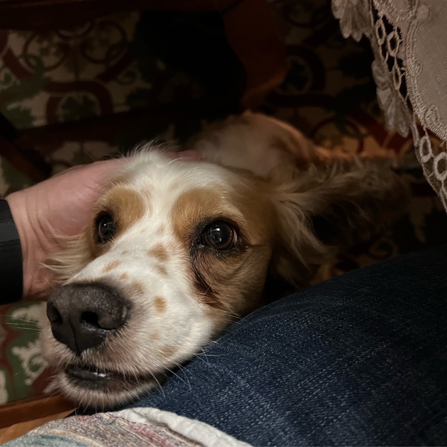 Dog head on my lap.