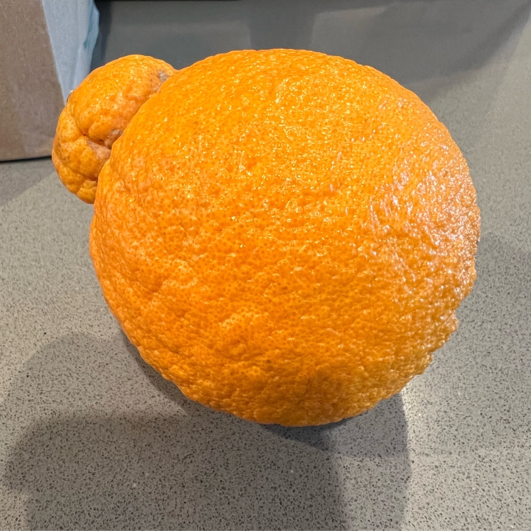 Sumo citrus on gray counter