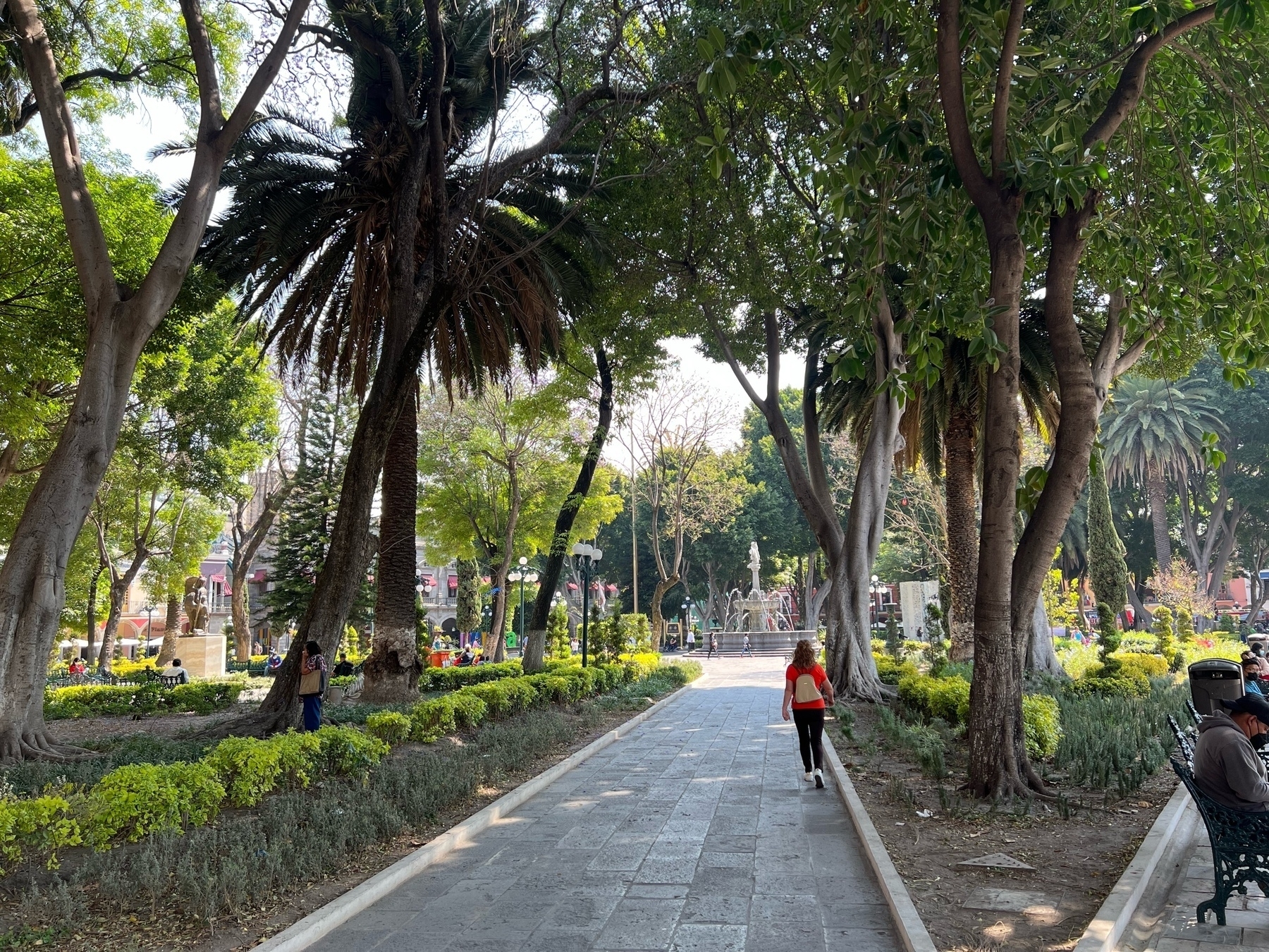 Trees surrounding a path with a fountain in the Zócalo.
