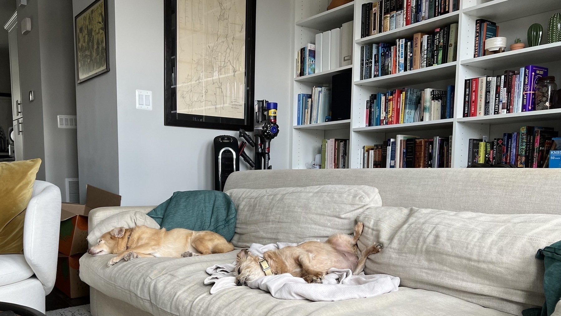 Two dogs sleeping on a beige couch with a bookshelf behind them