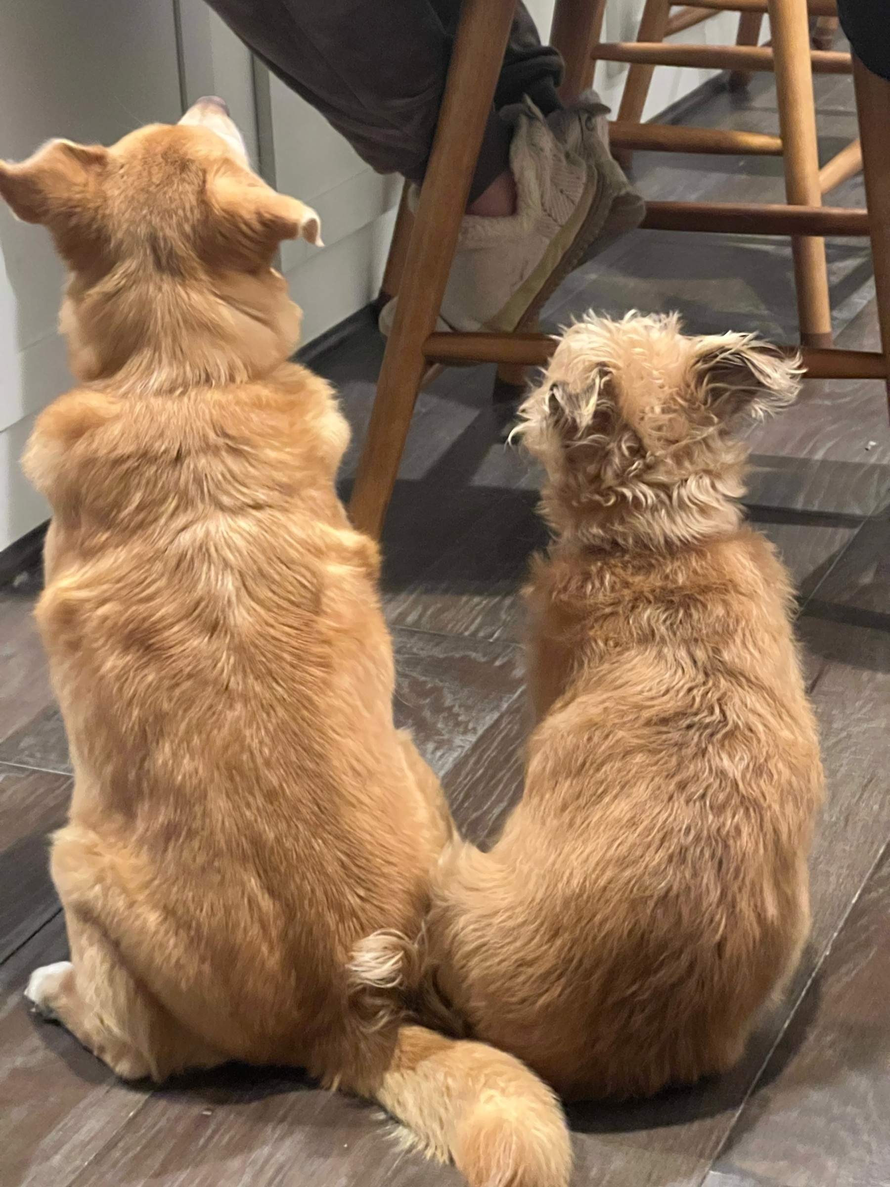 Two dogs, sitting side by side, looking up for food. Shot from behind.