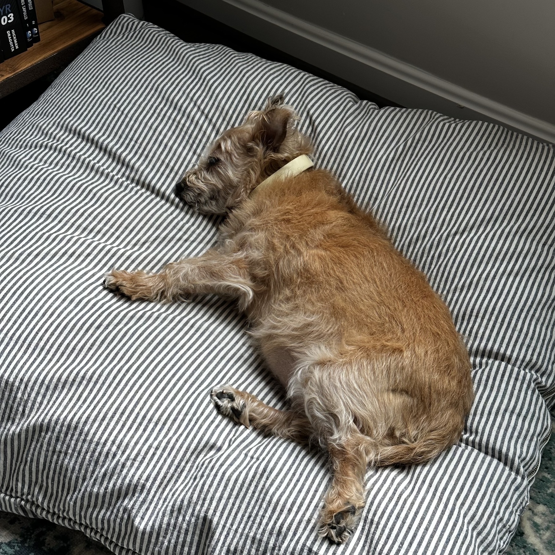 Brandy, a Cairn Terrier mix, sleeping on her side on a striped dog bed.