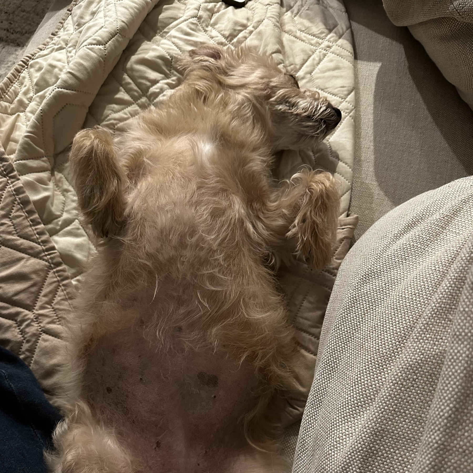 Brandy, a cairn terrier mix, sleeping soundly on her back.