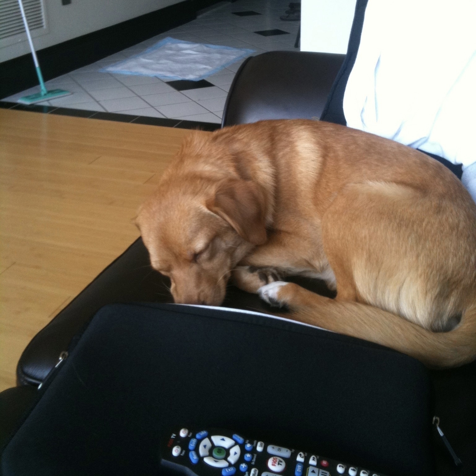 Gracie about 1 month after we got her, when she first moved into our condo with us. She’s a golden colored dog with a fluffy tail lying with her eyes closed, curled up on a brown leather couch.