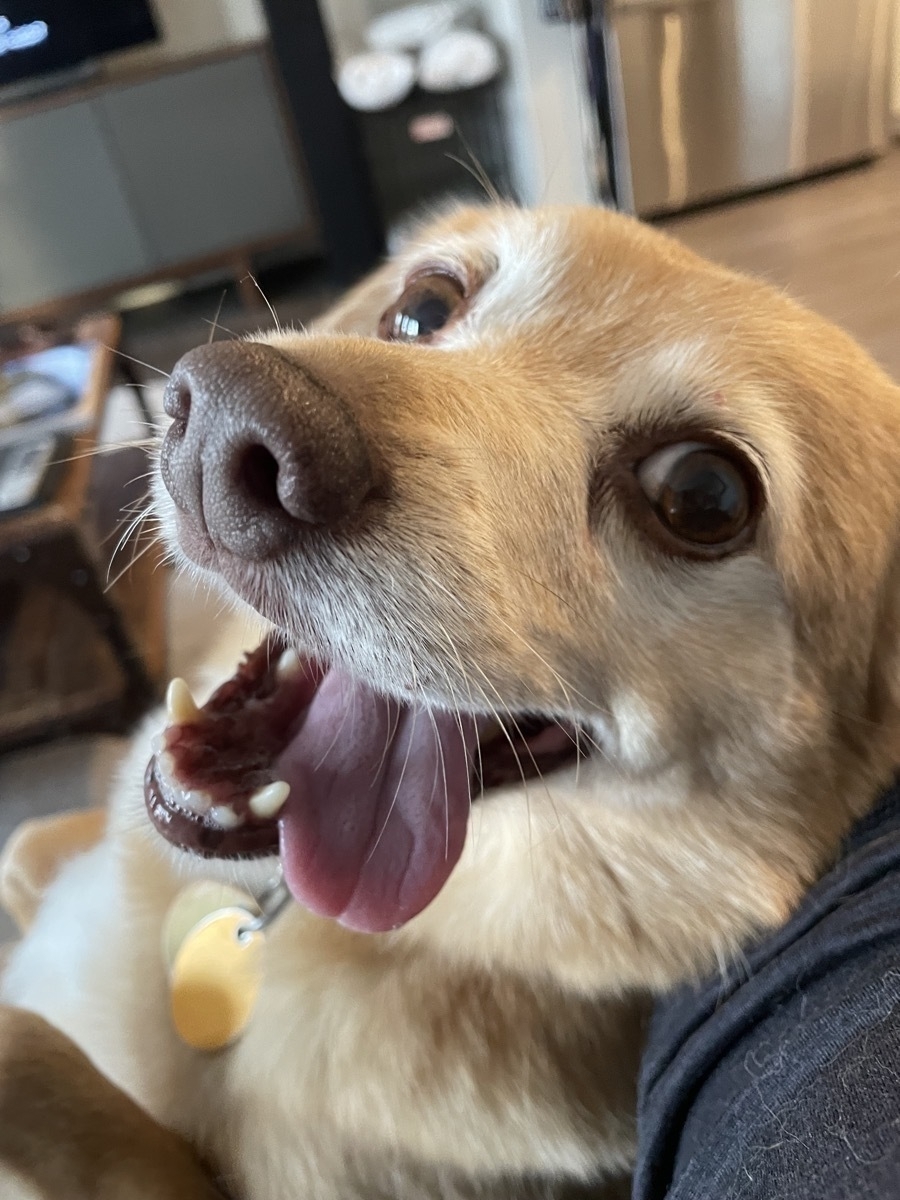 Gracie, a Pomeranian-Beagle mix close up with just her face. Her fur is light and blonde, her snout is in the foreground, and her tongue is laid to the side sticking out of her mouth, where her bottom canines are particularly pronounced.